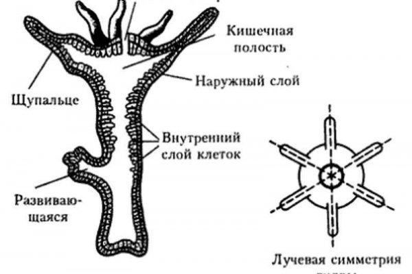 Блэкспрут зеркала bs2webes net